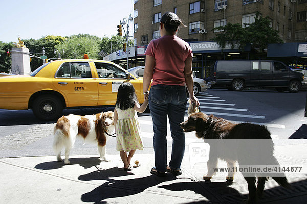USA  United States of America  New York City: Nanny with child and dogs on a walk.