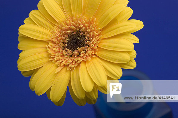 Gelbe Gerbera in Blumenvase