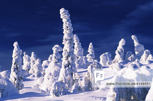 Bäume  schneebedeckt  Pudasjärvi  Iso-Syöte  Finlnand  Europe
