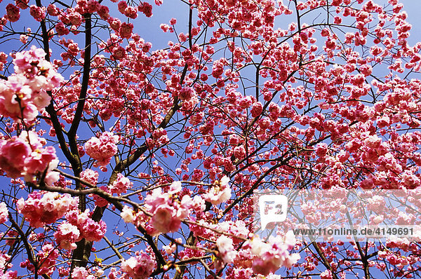 Kirschblüte im Shilin Stone Forest  Yunnan  China  Asien