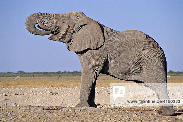 Trinkender Elefant ( Loxodonta africana ) - Namibia - Etosha Nationalpark