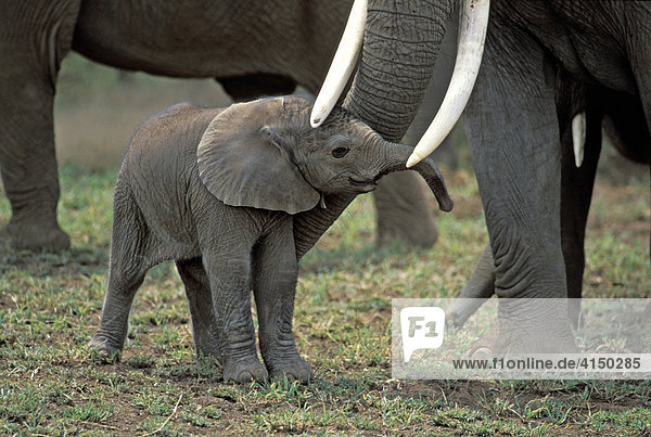Eine Stunde altes Elefantenbaby ( Loxodonta africana ) - Amboseli Nationalpark - Kenia