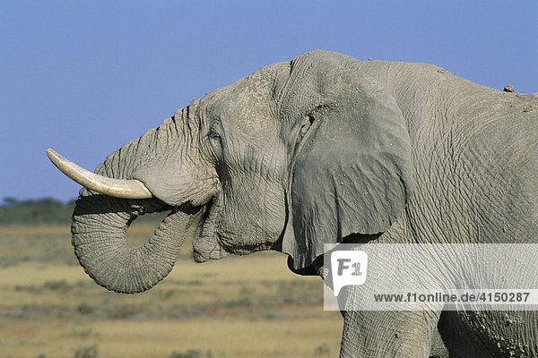 Trinkender Elefantenbulle Etosha Nationalpark - Namibia
