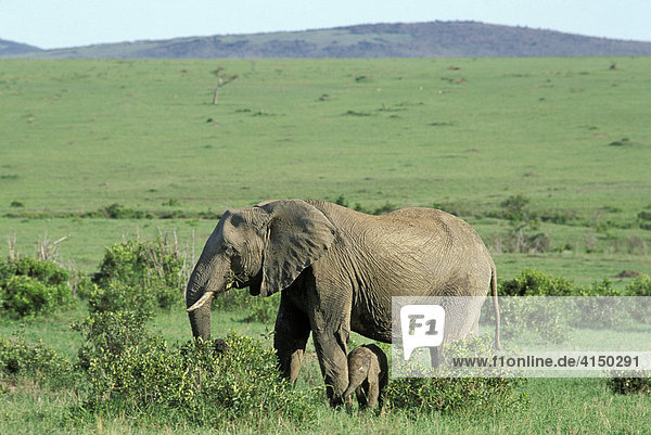 Elefant mit Baby ( Loxodonta africana ) - Masai Mara - Kenia