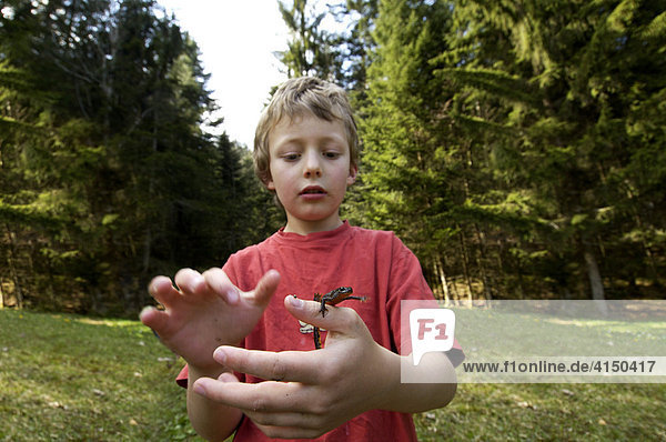 Siebenjähriger Junge hält Bergmolch Triturus alpestris Bayern Deutschland