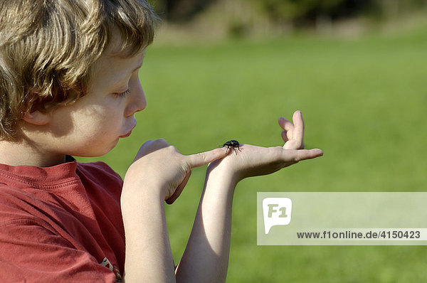 Käfer krabbelt über die Hand von Gesicht von siebenjährigem Jungen Großer Rüsselkäfer Riesenrüßler Liparus glabrirostris Bayern Deutschland