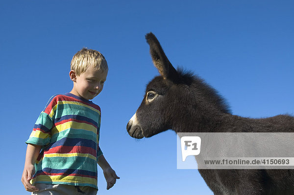 Ein sechs Jahre alter Junge will gerne einen jungen Esel streicheln