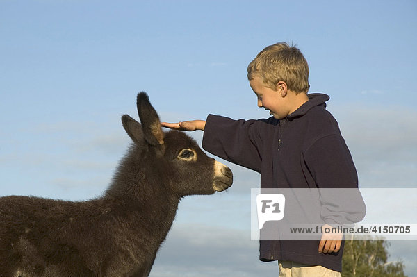 Ein sechs Jahre alter Junge streichelt einen jungen Esel