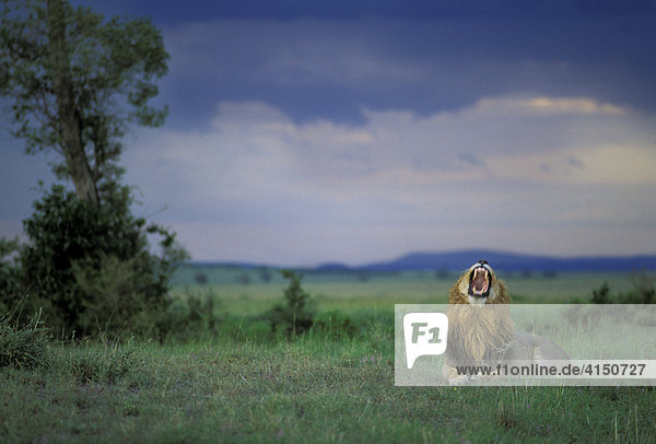 Löwe vor Gewitter ( Panthera leo) - Masai Mara - Kenia