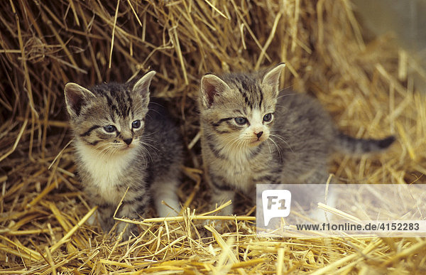 Zwei junge Hauskatzen im Stroh