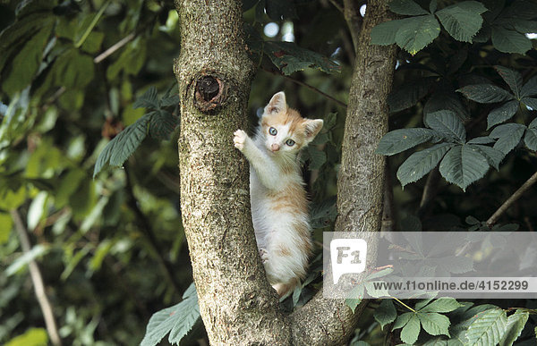 Junge Hauskatze kletternd auf Baum