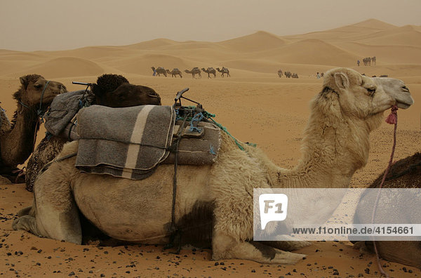 Dromedare während eines leichten Sandsturms  Erg Chebbi  Marokko