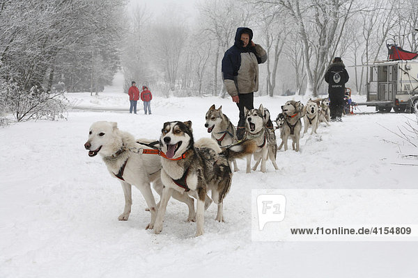 Dog sled team in the Schwarze Berge (Black Mountains)  Rhoen Range  Franconia  Bavaria  Germany  Europe
