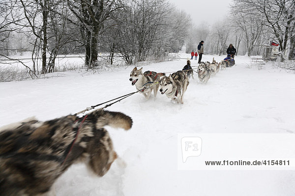 Dog sled team in the Schwarze Berge (Black Mountains)  Rhoen Range  Franconia  Bavaria  Germany  Europe
