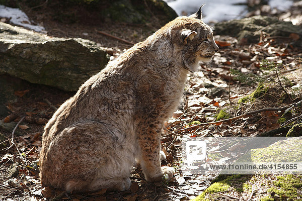 Eurasischer Luchs (Lynx lynx)  männlich  Tierfreigehege Bayerischer Wald  Niederbayern  Bayern  Deutschland  Europa
