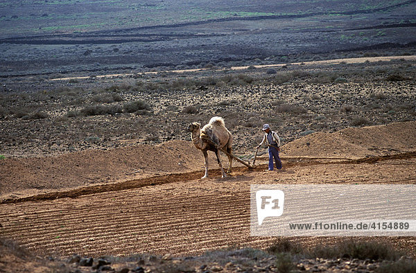 Farmer plowing field with a dromedary camel (Camelus dromedarius)  Lanzarote  Canary Islands  Atlantic Ocean  Spain  Europe