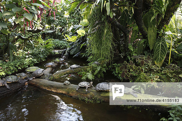 Wasserschildkroten Im Gewachshaus Botanischer Garten Munchen Oberbayern Bayern Deutschland Europa