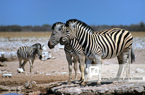 Zebras (Equus quagga) stehen am Wasserloch  Etoscha Nationalpark  Namibia  Afrika Equus quagga Steppenzebra