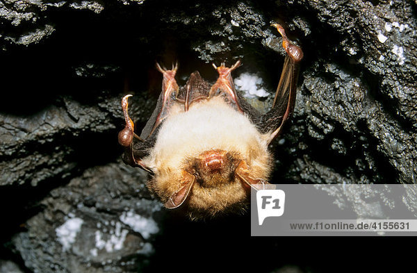 Großes Mausohr (Myotis myotis) beim Winterschlaf in einer Höhle