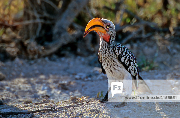 Southern Yellow-billed Hornbill (Tockus leucomelas) with glowing beak in the back light