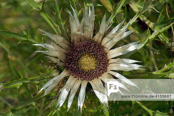 Flower of the Silver thistle (Carlina acaulis)