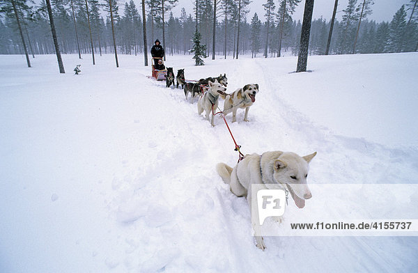 Schlittenhunde-Tour im Fulufjell Norwegen