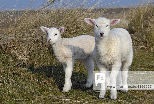 Two domestic lambs (Ovis orientalis aries)