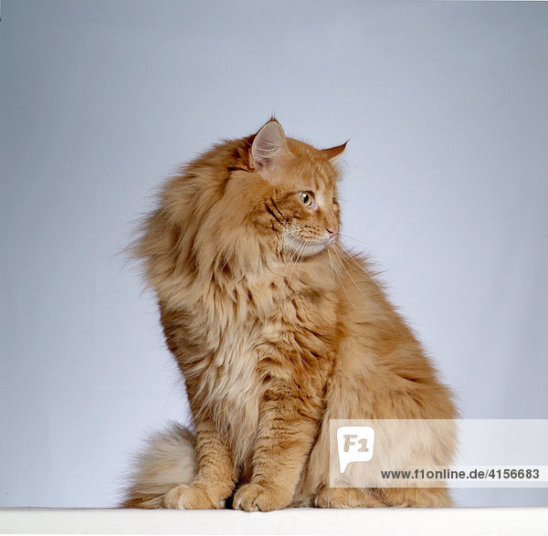 Schwedische Waldkatze