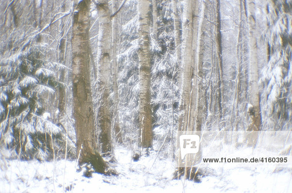 Wald im Winter. Leningradskaja Gebiet  Russland.