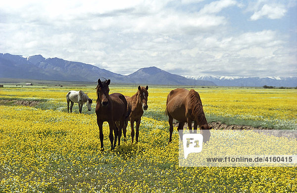 Pferdeherde auf Buchweizenwiese. Kasachstan
