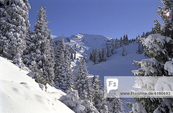 Tannen nach erstem Schnee in den Bergen. Sailijskij Alatau  Alma-Ata Gebiet  Kasachstan