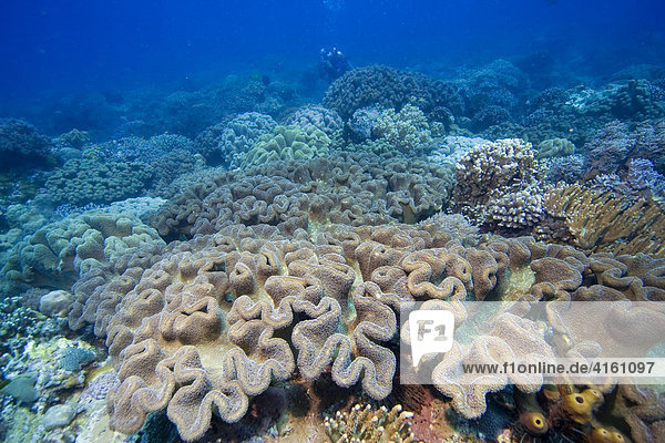 Korallenriff bewachsen mit Pilz-Lederkorallen Sarcophyton trochelioporum  Philippinen  Pazifischer Ozean