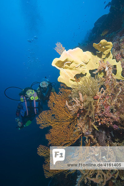 Taucher schwimmen in einem Korallenriff  Philippinen