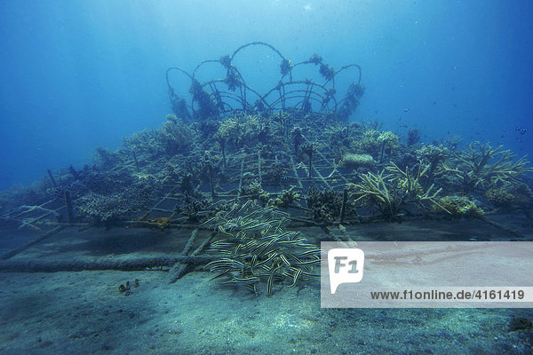 Korallenaufzucht  Indonesien