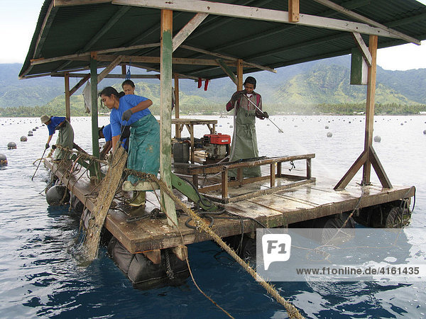 Balinese cleaning young oysters on a floating oyster farm  Indonesia
