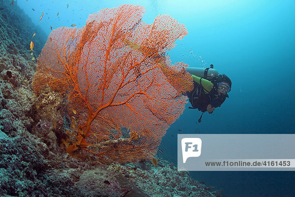 Diver behind a Gorgonia (Scleraxonia)