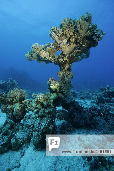 Korallenlandschaft im Roten Meer  Ägypten