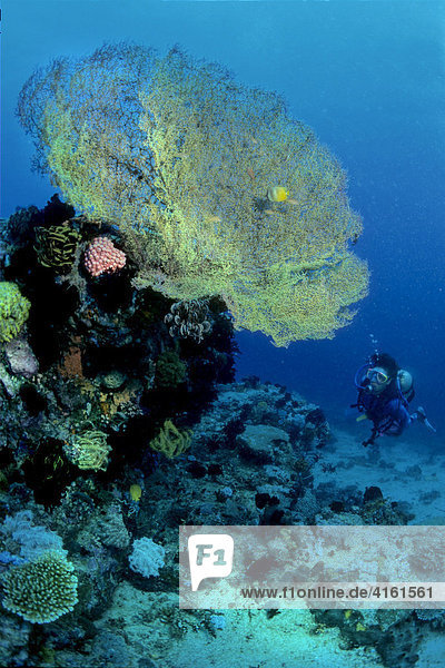 A diver swims near a gorgonia
