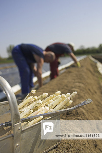 Helpers harvest asparagus  Hessen  Germany.