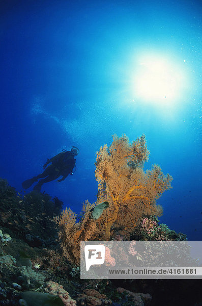 Diver is swimming behind a gorgonia  Philippines.