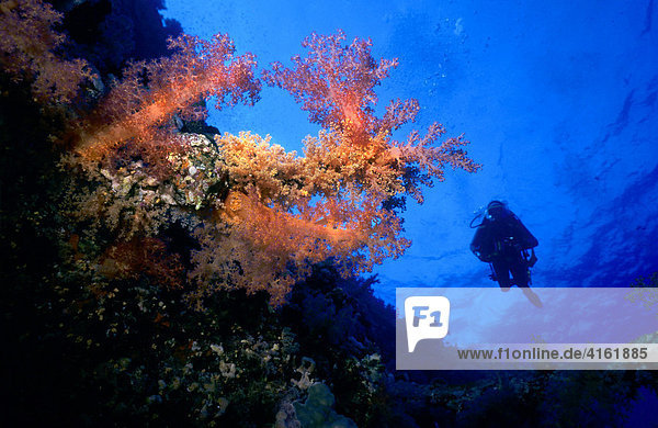Taucher hinter einer farbenprächtigen Weichkoralle Dendronephthya  Rotes Meer.