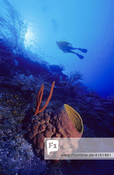 Taucher im bunten Korallenriff hinter einem Fassschwamm  Xestospongia testudinaria.