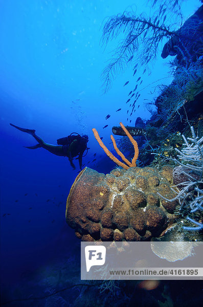 Taucher im bunten Korallenriff hinter einem Fassschwamm  Xestospongia testudinaria.