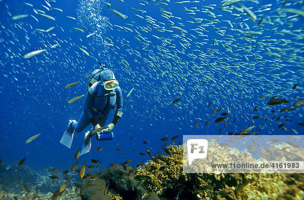 Diver is swimming with sardines Turkey  Mediterranean Sea.