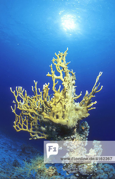 Feuerkoralle  Millepora tenella  einzelner Korallenblock  Ägypten  Rotes Meer.
