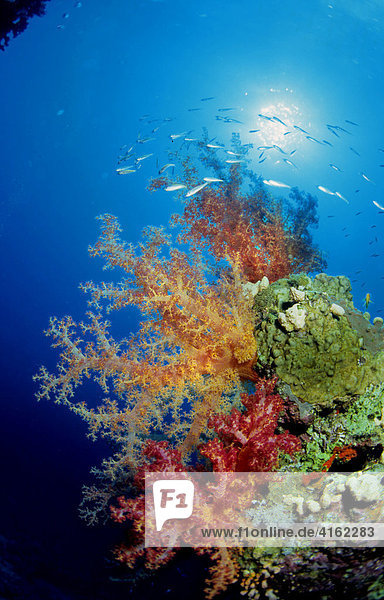 Korallenstock mit einer Weichkoralle Dendronephthya sp.Ägypten  Rotes Meer.