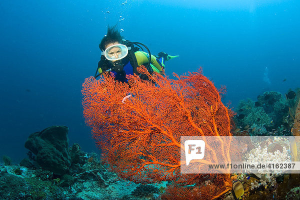 Taucher schwimmt im farbenprächtigen Riff hinter einer Gorgonie  Indonesien.