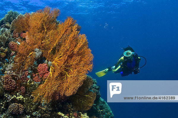 Diver swims in the colourfull reef behind a Gorgoni  Indonesia.