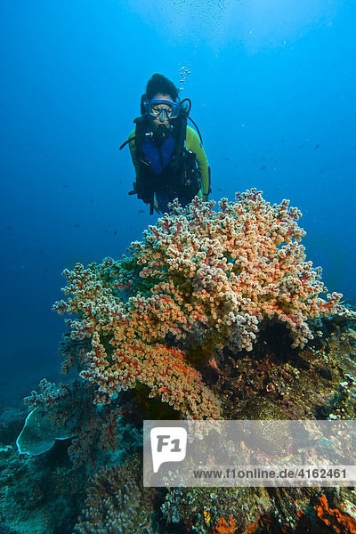 Diver swims in the colourful reef behind a Gorgoni  Indonesia.