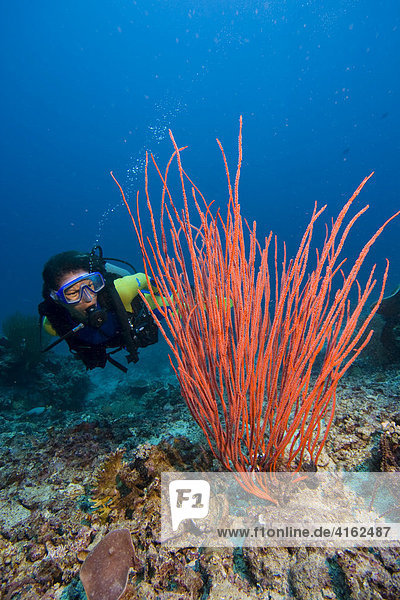Diver and a Whip coral Ellisella ceratophyta.